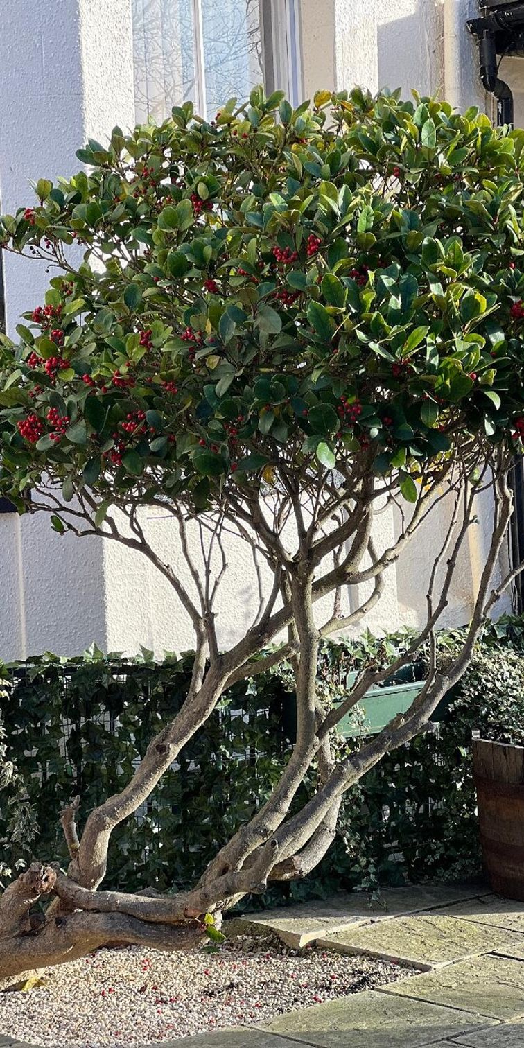 Small tree